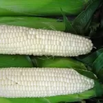 Белая кукуруза: зерно,  крупа,  мука.