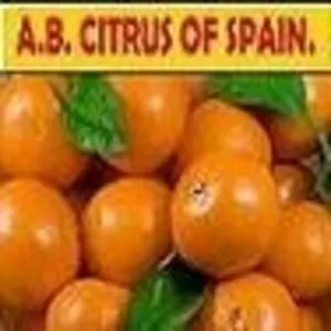 Oranges,  clems,  manarines and lemons from Sapin