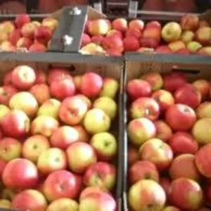 Експорт, яблоки Польские