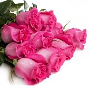 Розовые розы 50-60 см.