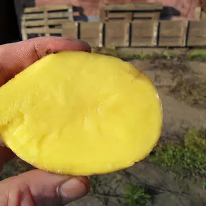 Картофель от производителя 