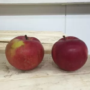 Яблоки оптом по лучшим ценам 