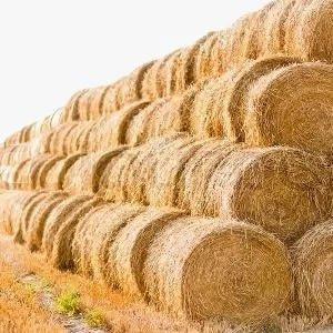 Продам сено в рулонах