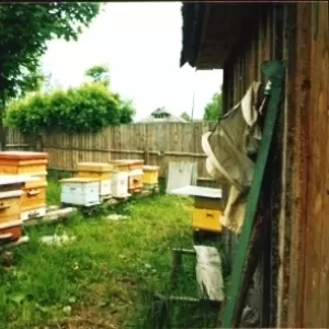 Пчелохозяйство построит пасеку