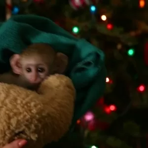 два капуцин обезьян для принятия на это Рождество.