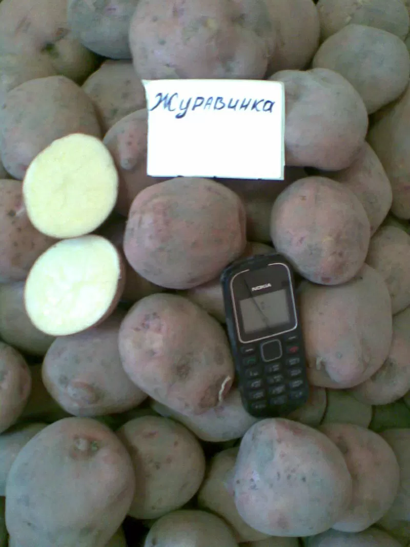 Продам овощи,  картофель из Беларуси. Оптом в любом количестве.