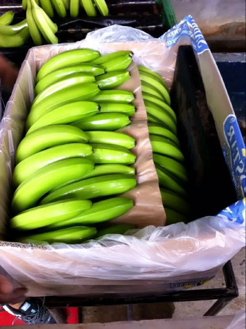 Бананы оптом. Прямые поставки от производителя. Эквадор 3