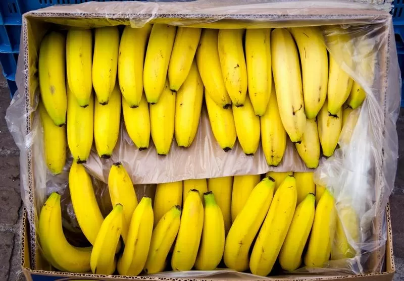 Бананы оптом из Эквадора 