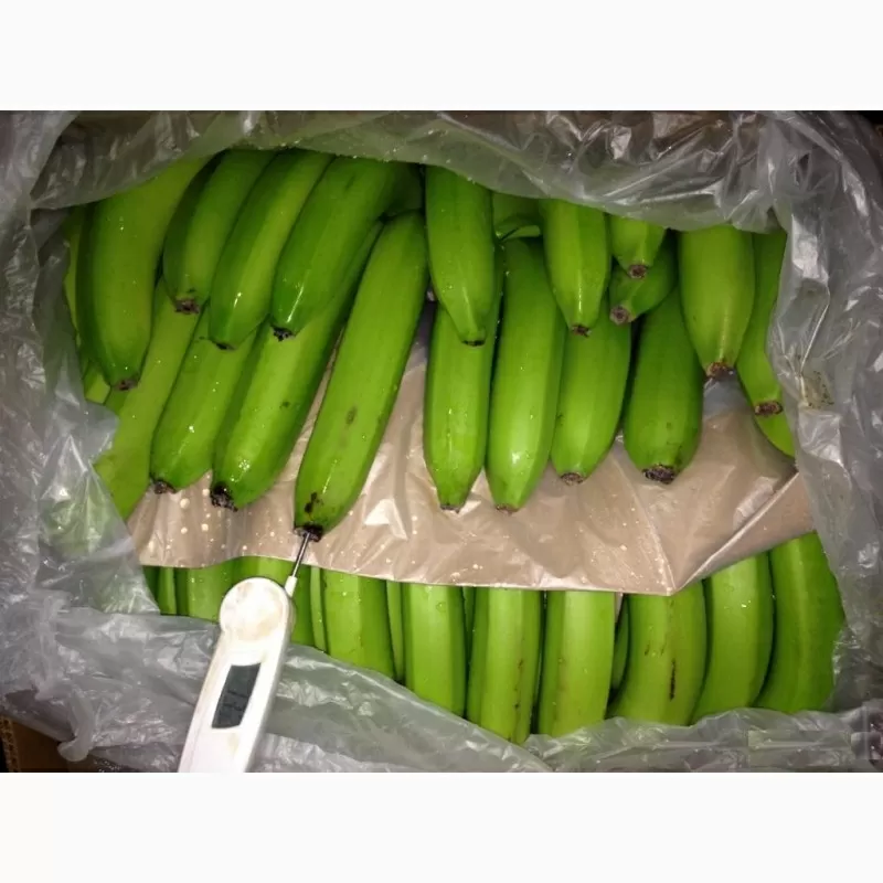 Бананы оптом из Эквадора  2