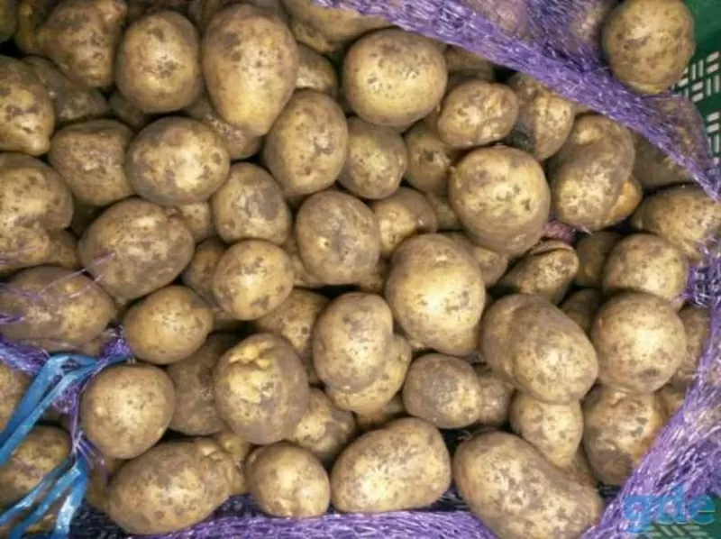 Картофель продовольственный и семенной оптом от 20 тонн. 3