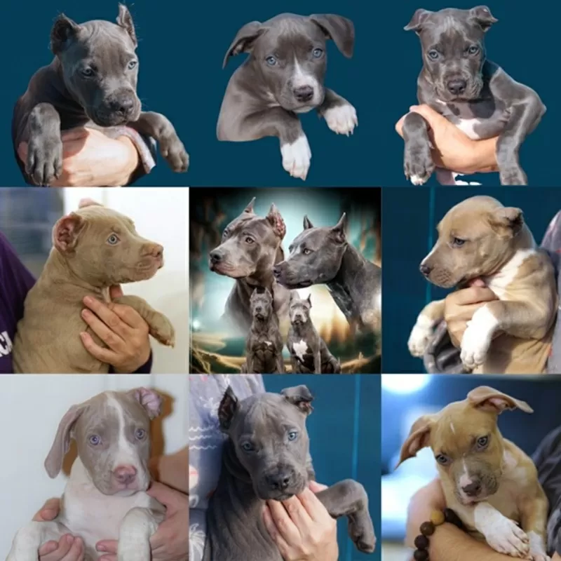 Щенки питбуль Прайтер ищут ответственных и любящих хозяев.