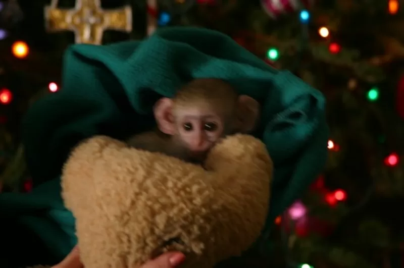 два капуцин обезьян для принятия на это Рождество.